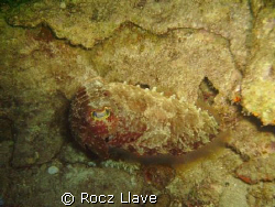 Perfectly Camouflaged; Diver's Sanc House Reef by Rocz Llave 